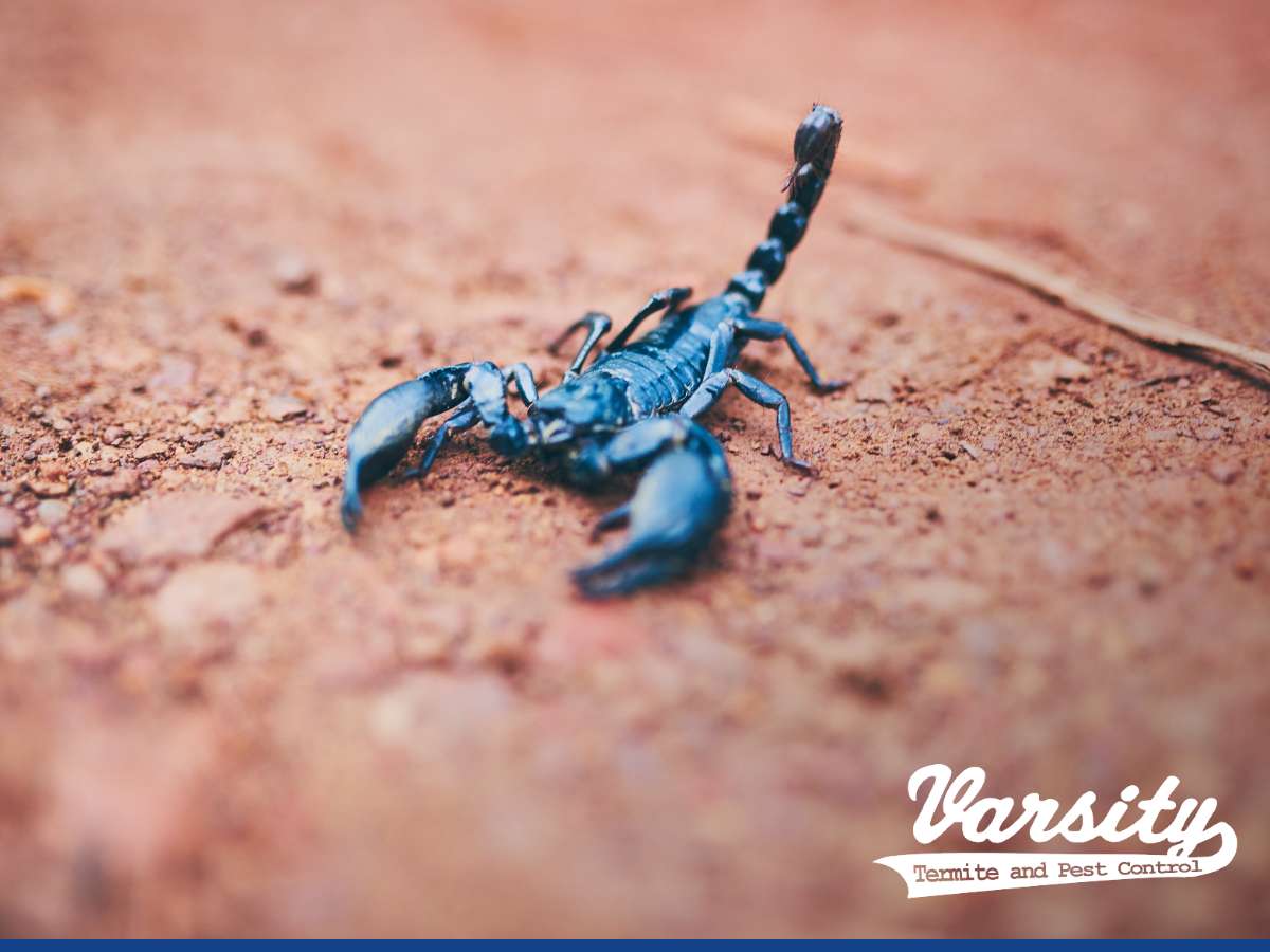 A scorpion poised on sandy ground in Arizona.