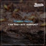 Termite Facts: Can They Bite Humans?