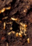 formosan subterranean termites