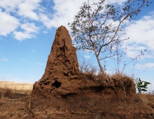 Four Most Common Termites in Arizona