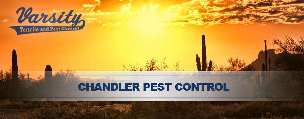 Our Chandler Pest Control Experts