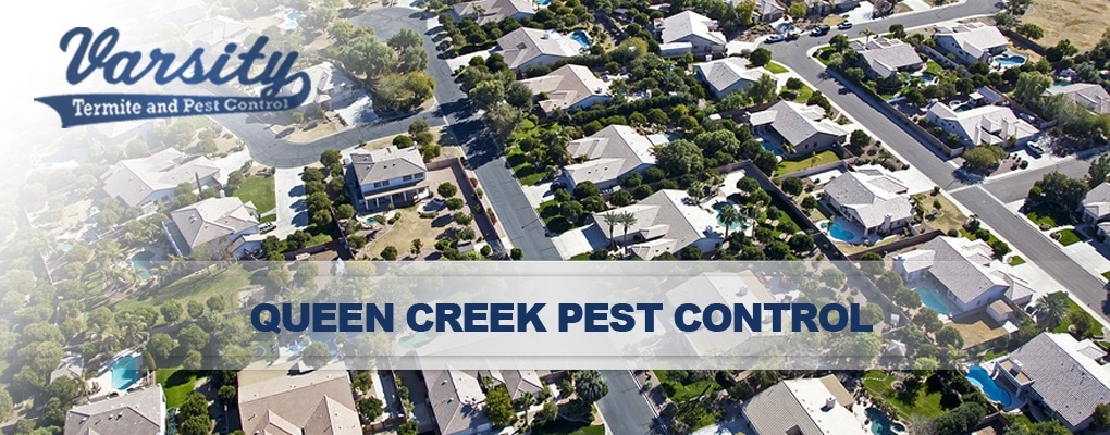 Queen Creek Pest Control Services By Our Varsity Team