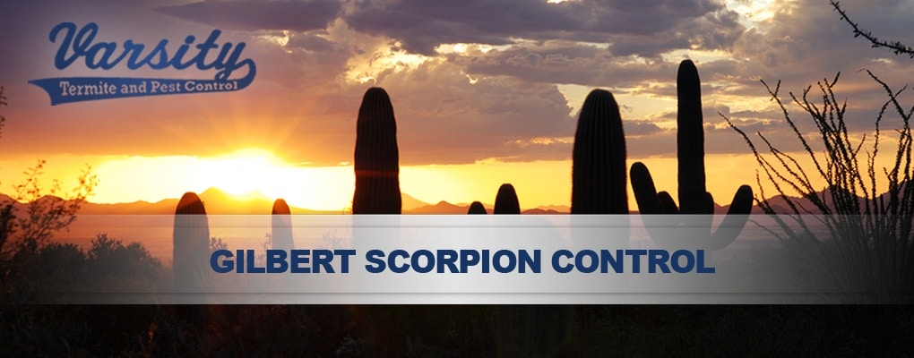 Gilbert Scorpion Control & Home Sealing Services by Varsity Termite & Pest Control