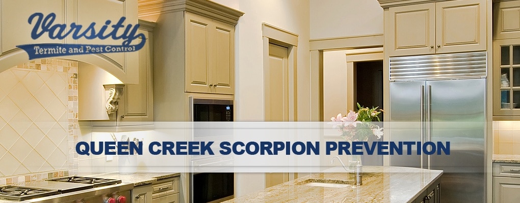 Queen Creek Scorpion Control Services By Varsity Pest