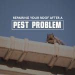 Roof Pest Problem