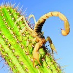 Giant Hairy Desert Scorpion on Cactus