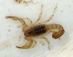 Striped Tail Scorpion in the Phoenix Area