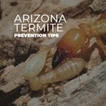 Tips for Arizona Termites