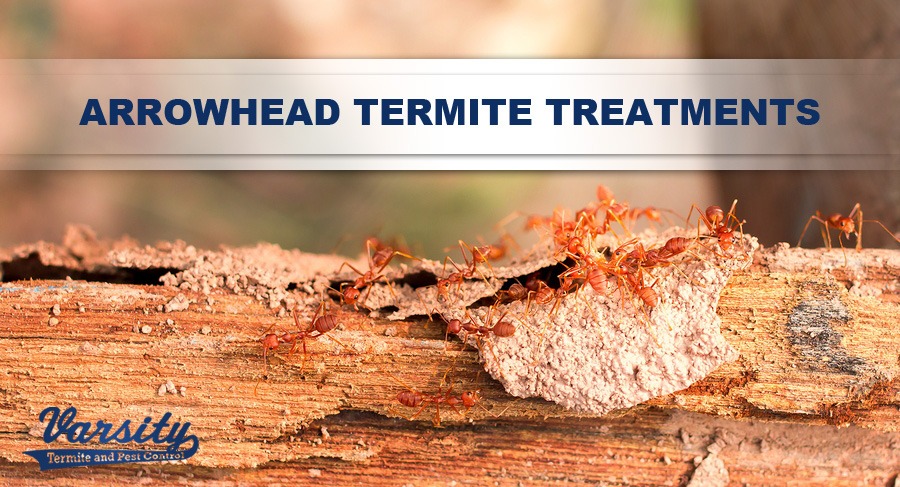 Arrowhead Termite Control and Treatments By The Varsity Team