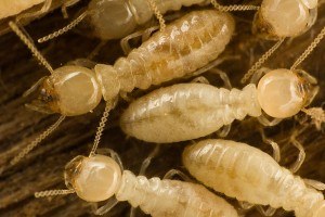 Everything you need to know about termite control and prevention for your Gilbert home