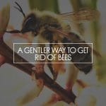 A Gentler Way to Get Rid of Bees