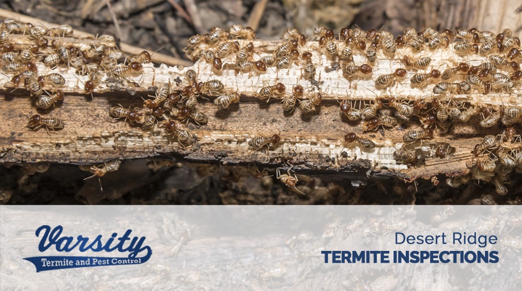 Desert Ridge Termite Inspections By Varsity