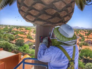 Expert Mesa AZ Bee Removal By The Varsity Team