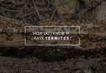 do i have termites varsity