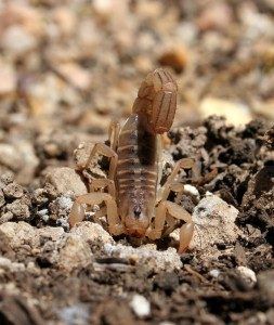 scorpion infestation varsity