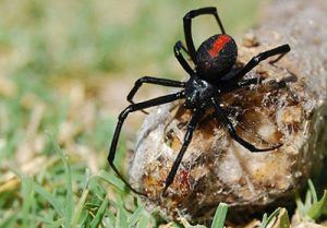 Which spiders are dangerous or not?