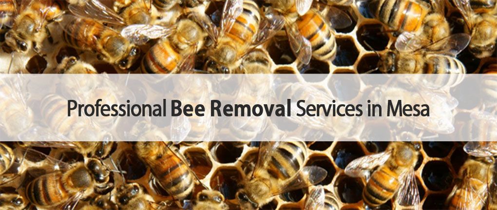 Varsity bee removal services in Mesa.