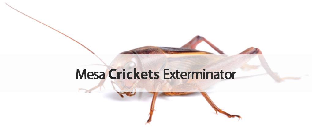Varsity Mesa crickets exterminator.