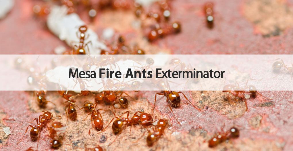 Varsity Mesa fire ants exterminator.