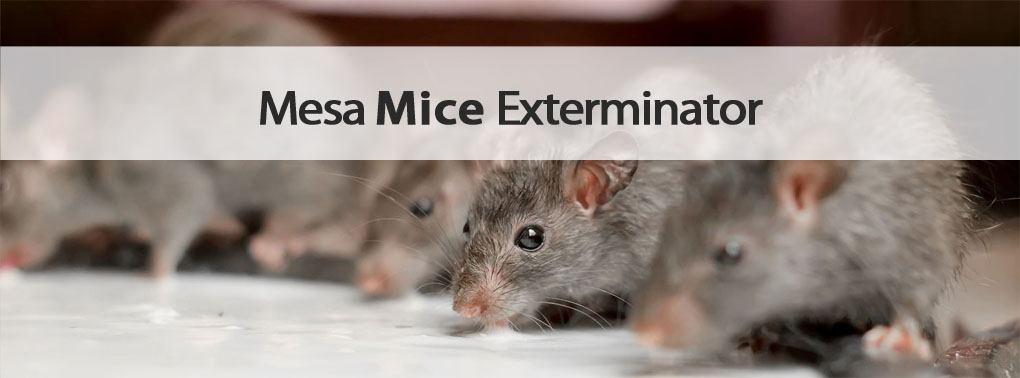 Varsity Mesa mice exterminator.