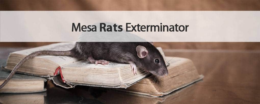 Varsity Mesa rat exterminator.