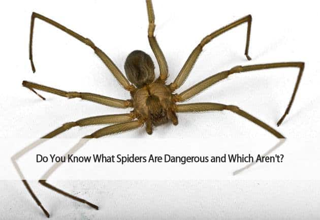 Which spiders are dangerous and which aren't.