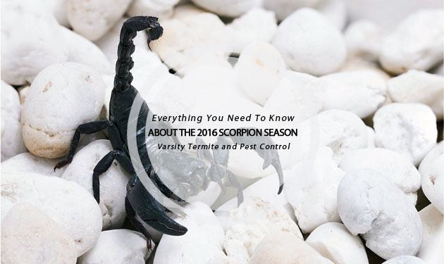 2016 scorpion season