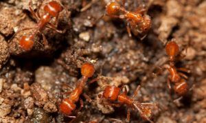 fire ants varsity