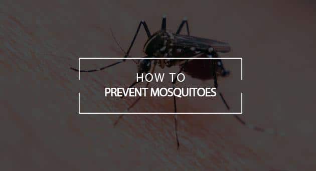 prevent mosquitoes varsity pest