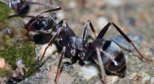 close-up photo of an ant