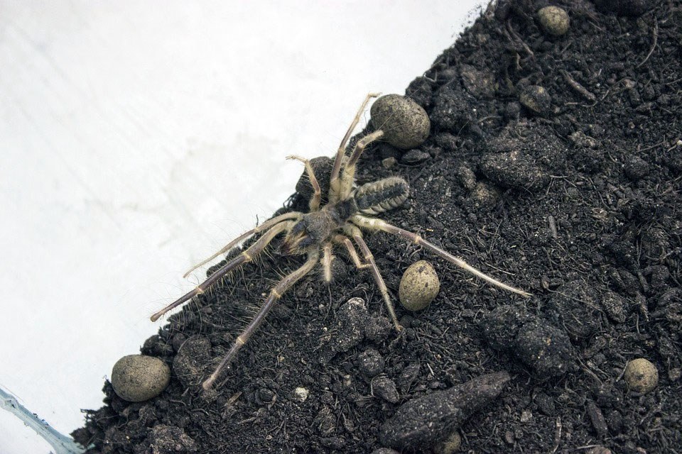 Common Spider Found By Our Experienced Control Specialists