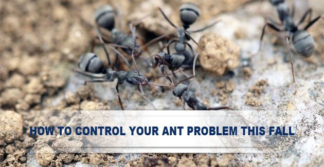 control ant problem this fall