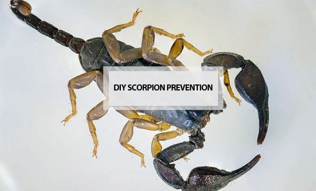 diy scorpion prevention