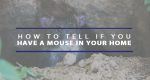 how to tell if you have a mouse in your home