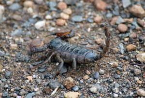 scorpion prevention