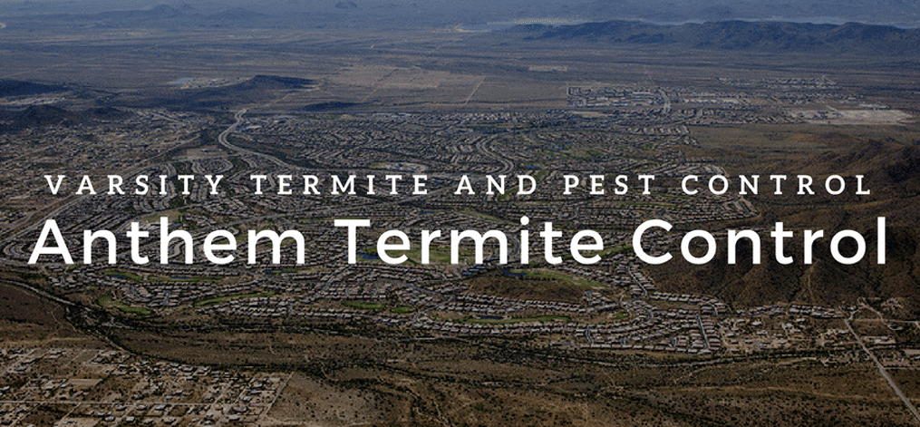 City of Anthem Termite Control & Inspections Services With Our Expert Team Members