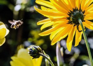 bee polinating in gilbert arizona