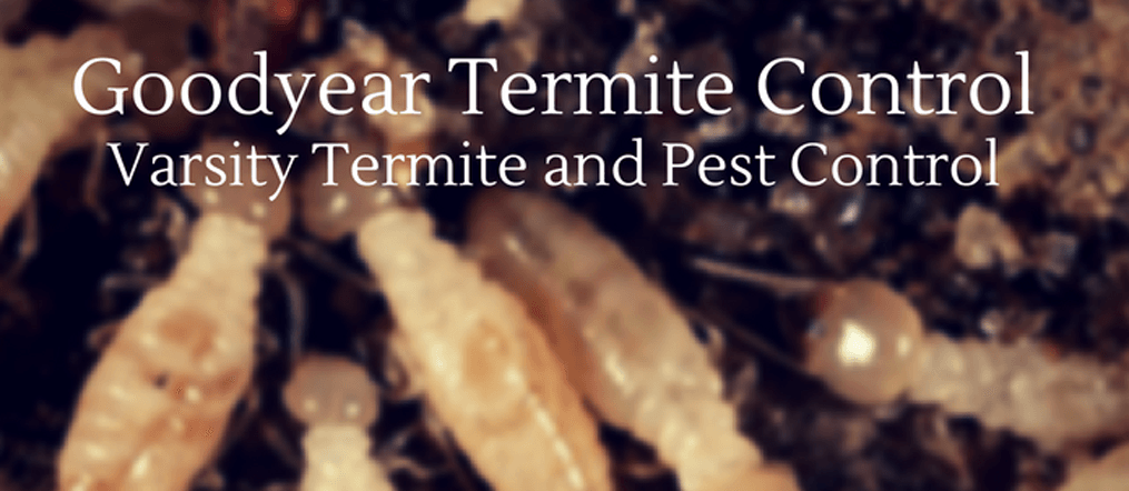 Termite Control Services in the City of Glendale Arizona