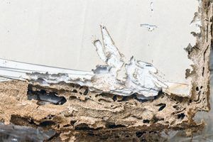 termites feasting on home ready to move to another house