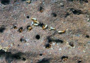 termites making home in anthem az