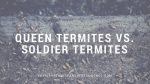queen termites vs soldier termites