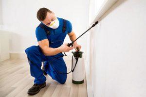 regular termite inspections in home