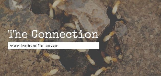 the connection between termites and your landscape