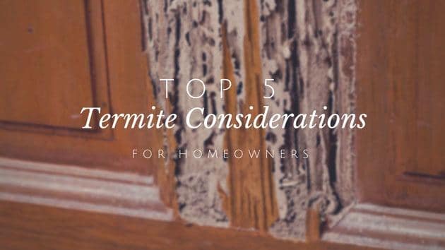 top 5 termite considerations for homeowners