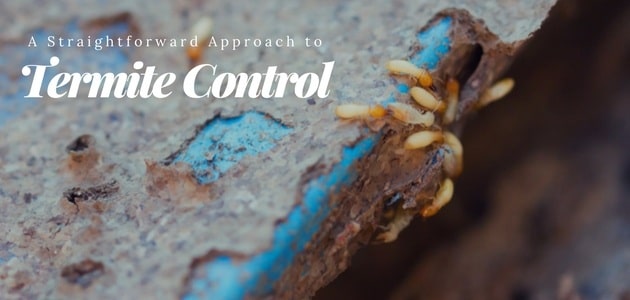 a straightforward approach to termite control