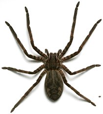 arachnids pest spider in home