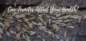 can termites affect your health