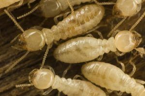 dangerous termites pest in home