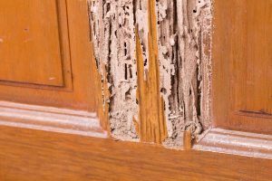 termites can get in small openings