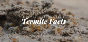 top ten interesting termite facts